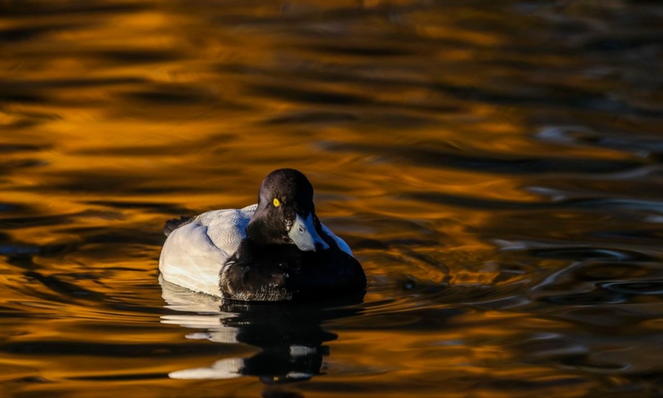 Autumn Wildlife Photography